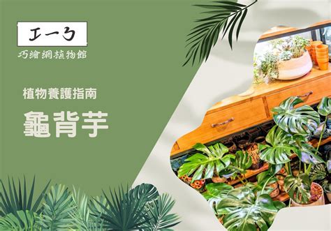 客廳龜背芋|植物養護指南